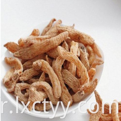 Gastrodia elata Blume root